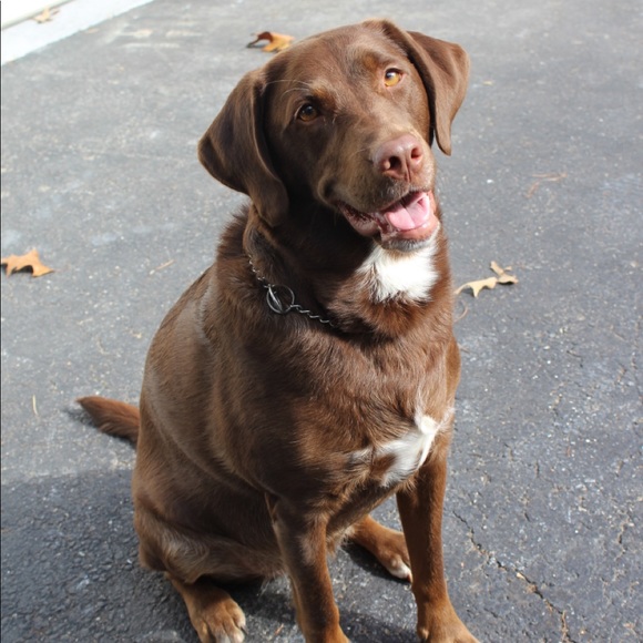 Meet your Posher, Carolina - Picture 1 of 1